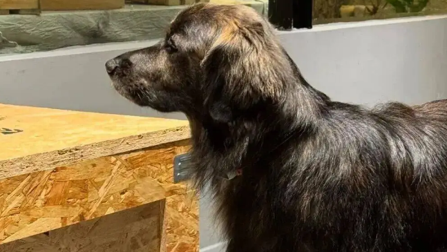 网友说她家金毛是黑芝麻味儿的,我一看……它好特别啊! 网友说她家金毛是黑芝麻味儿的,我一看……它好特别啊!