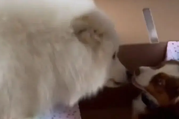 主人在狗生日当天将玩偶换成好朋狗,狗子肉眼可见兴奋… 主人在狗生日当天将玩偶换成好朋狗,狗子肉眼可见兴奋…