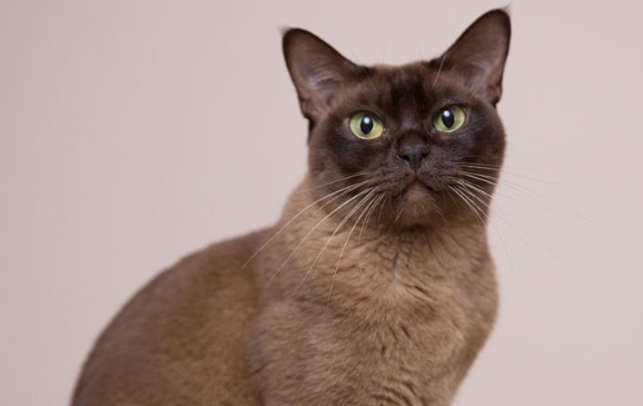 缅甸猫在不同文化中的象征意义是什么?这篇文章带你了解 缅甸猫在不同文化中的象征意义是什么?这篇文章带你了解