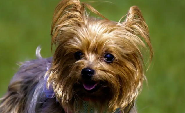 约克夏梗的性格习性有哪些？养之前一定得好好了解