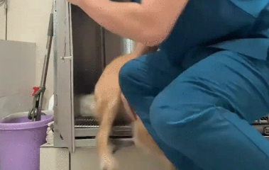 宠物医院小哥想将狗子关进笼子，结果狗子一直跑出来