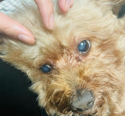 狗狗眼球异常怎么办能治好吗