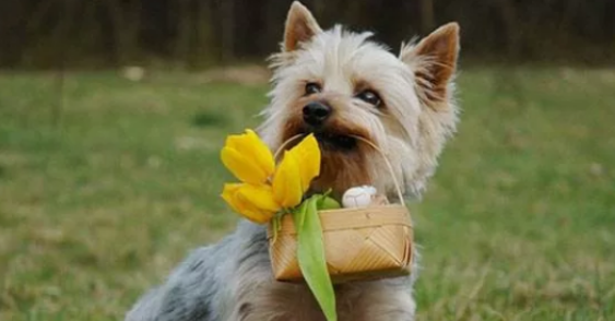 澳大利亚梗咳嗽怎么治疗？科学应对守护爱犬呼吸道健康