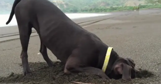 狗狗在海边挖了个大洞，主人以为狗狗贪玩，下一秒却拍手称赞