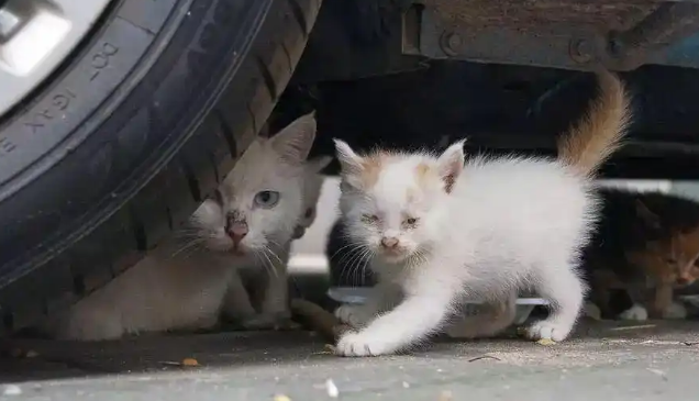 流浪猫是如何生存下来的?为什么说流浪猫太多会造成生态问题? 流浪猫是如何生存下来的?为什么说流浪猫太多会造成生态问题?