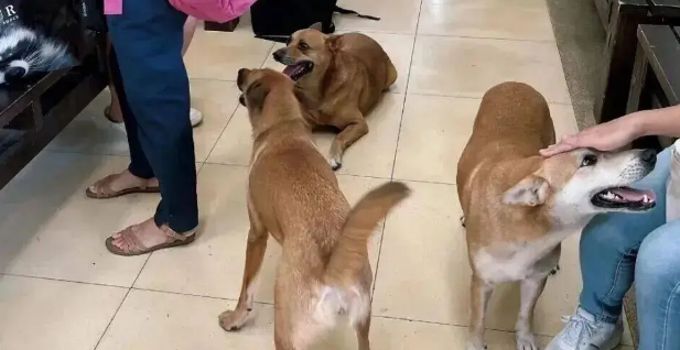 网友在车站偶遇三只来送行的狗狗，这一幕……好暖啊！