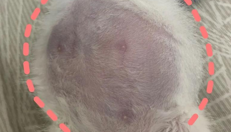 猫传腹诊断依据