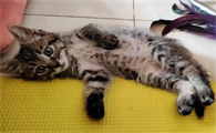 猫多涎症中医病名叫什么