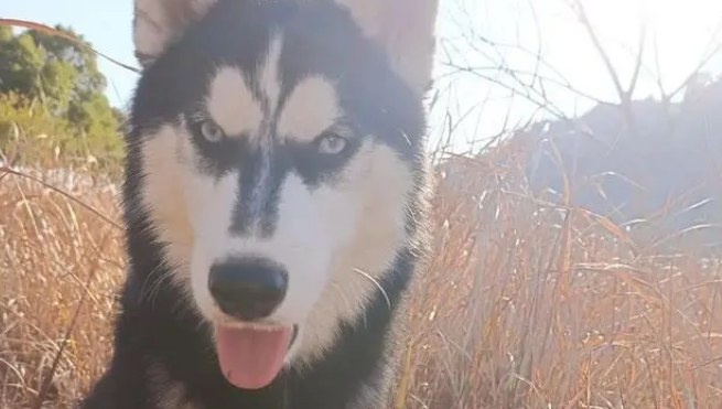 狗子被骂不服气,连夜带娃投奔主人前女友:情绪稳定很重要! 狗子被骂不服气,连夜带娃投奔主人前女友:情绪稳定很重要!