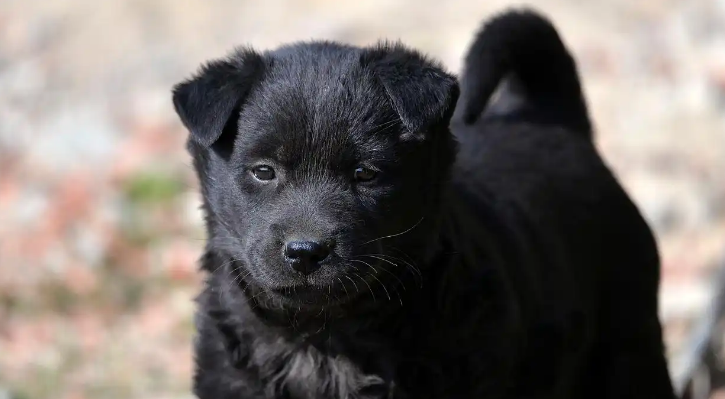 五黑犬智商揭秘:被低估的“本土智多星” 五黑犬智商揭秘:被低估的“本土智多星”