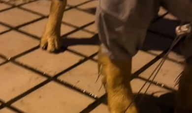 狗子突然不走了,女子才发现狗子被雨帽遮住了眼睛。 狗子突然不走了,女子才发现狗子被雨帽遮住了眼睛。