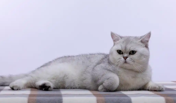 矮脚猫是基因缺陷吗?不懂的看这里 矮脚猫是基因缺陷吗?不懂的看这里