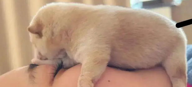 狗妈生完宝宝不会带,网友接手后…这和自己生的有什么区别 狗妈生完宝宝不会带,网友接手后…这和自己生的有什么区别