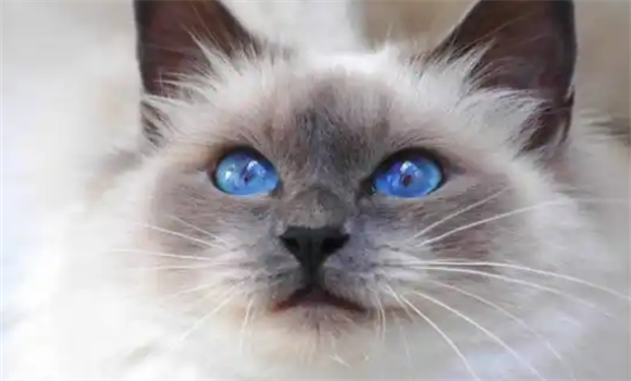 伯曼猫能明确知道主人的喜好,它做的一切都是为了让主人开心 伯曼猫能明确知道主人的喜好,它做的一切都是为了让主人开心
