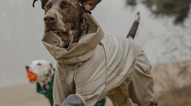 Blackdoggy是什么品牌