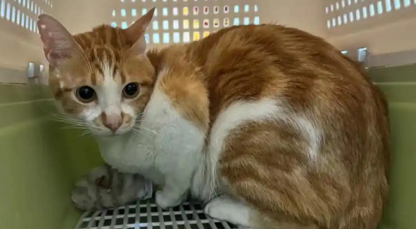 猫咪耳朵发黑是耳螨还是感染 猫咪耳朵发黑是耳螨还是感染