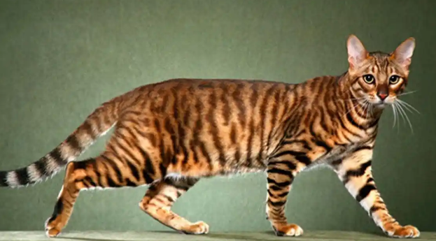 虎皮猫:独特杂交品种,拥有美丽虎纹斑与野性外貌 虎皮猫:独特杂交品种,拥有美丽虎纹斑与野性外貌