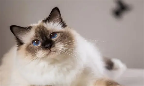 伯曼猫容易患什么疾病，需要怎么预防和护理？