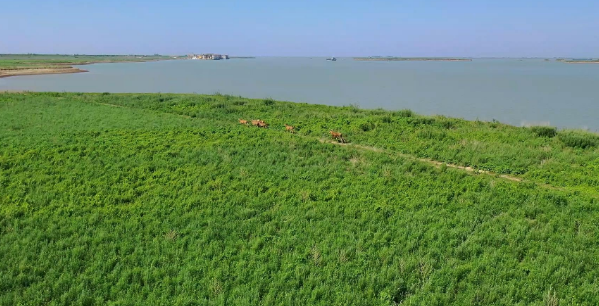 这头洞庭湖麋鹿和牛杠上了 牛:我当时害怕极了! 这头洞庭湖麋鹿和牛杠上了 牛:我当时害怕极了!