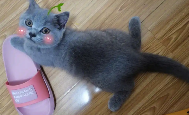 为何英短“蓝猫”这么多人养？网友：养到就是赚到