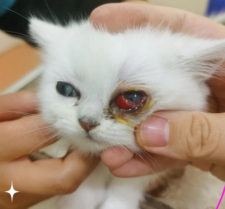 猫咪眼睛红肿用什么消炎药