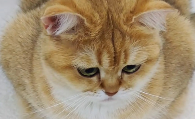 猫咪拉肚子是什么原因该怎么处理