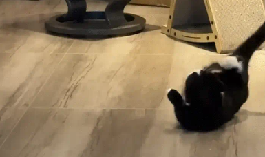 奶牛猫得到一只虾,一直在庆祝。网友:真是酣畅淋漓的一场舞狮 奶牛猫得到一只虾,一直在庆祝。网友:真是酣畅淋漓的一场舞狮