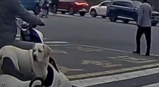 博主忘记去宠物店接狗…想起来时狗子却不愿意回家了 博主忘记去宠物店接狗…想起来时狗子却不愿意回家了