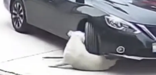 拉布拉多被轿车碾过，脂肪扛下所有伤害