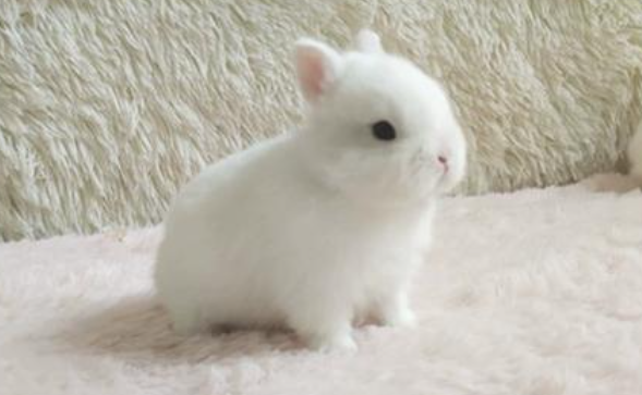 荷兰侏儒兔：从欧洲田间到全球宠物的品种演化