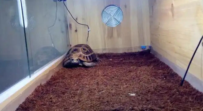 缅甸陆龟好养吗?想入手的来了解一下真实的缅甸陆龟 缅甸陆龟好养吗?想入手的来了解一下真实的缅甸陆龟