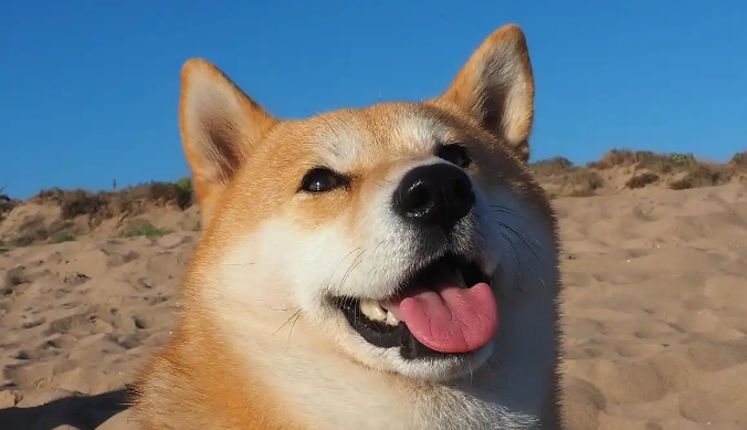 柴犬有这10个表现,说明它智商高! 柴犬有这10个表现,说明它智商高!