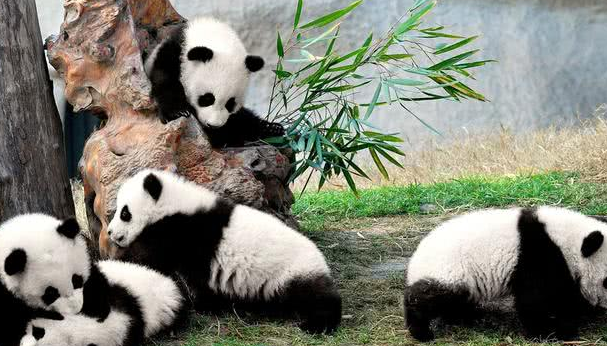熊猫宝宝耍赖让饲养员背,一个不小心摔了下来:敢摔本国宝? 熊猫宝宝耍赖让饲养员背,一个不小心摔了下来:敢摔本国宝?