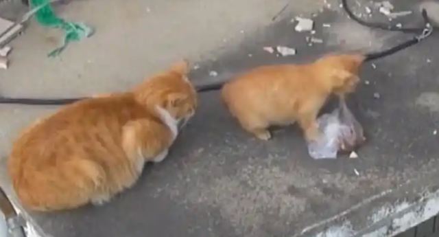 流浪猫翻塑料袋求生,终获好心人收养 流浪猫翻塑料袋求生,终获好心人收养