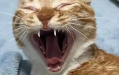 猫咪口臭是疾病信号吗？