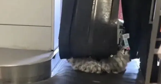 边牧第一次坐飞机遇到托运，主人下飞机后怎么都找不到它