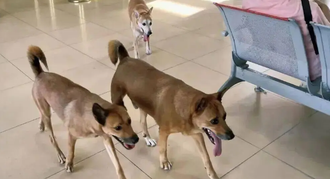 网友在车站偶遇三只来送行的狗狗，这一幕……好暖啊！