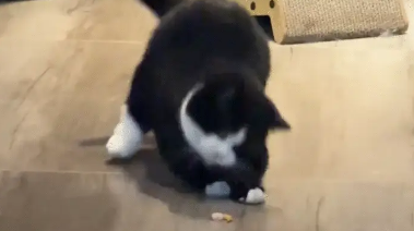 奶牛猫得到一只虾,一直在庆祝。网友:真是酣畅淋漓的一场舞狮 奶牛猫得到一只虾,一直在庆祝。网友:真是酣畅淋漓的一场舞狮