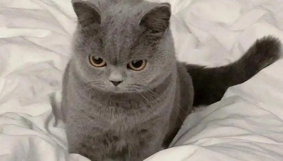 养猫必看!蓝猫喂养注意事项!! 养猫必看!蓝猫喂养注意事项!!