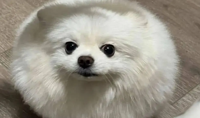 网友说她家博美是辆小狗车,还是会悬浮的那种! 网友说她家博美是辆小狗车,还是会悬浮的那种!