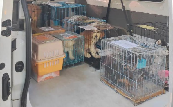 跨国寻宠：从韩国狗肉农场到美国新家