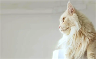 猫咪突然瘸腿是骨骼受伤吗