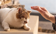 猫咪糖尿病有哪些典型表现