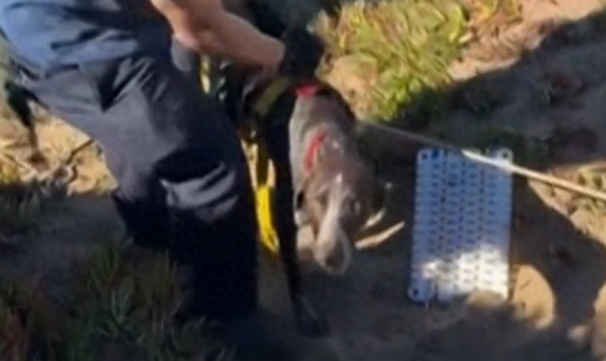 美国旧金山一只狗掉落悬崖,被救起给每个消防员一个吻 美国旧金山一只狗掉落悬崖,被救起给每个消防员一个吻