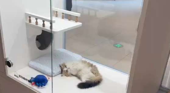 一只猫售价≈一辆车，商场宠物店卖的不是宠物，是流量