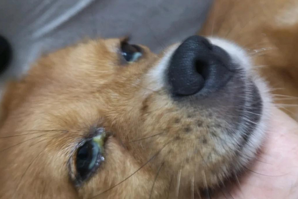 小狗眼睛有脓性眼屎会自己好吗 小狗眼睛有脓性眼屎会自己好吗