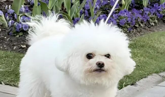 带上狗狗去“踏秋”！黄浦已有4座公园开启宠物友好试点