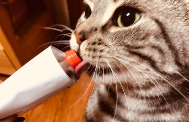 猫吃化毛膏后呕吐正常吗 猫吃化毛膏后呕吐正常吗