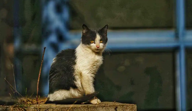 流浪猫是如何生存下来的?为什么说流浪猫太多会造成生态问题? 流浪猫是如何生存下来的?为什么说流浪猫太多会造成生态问题?