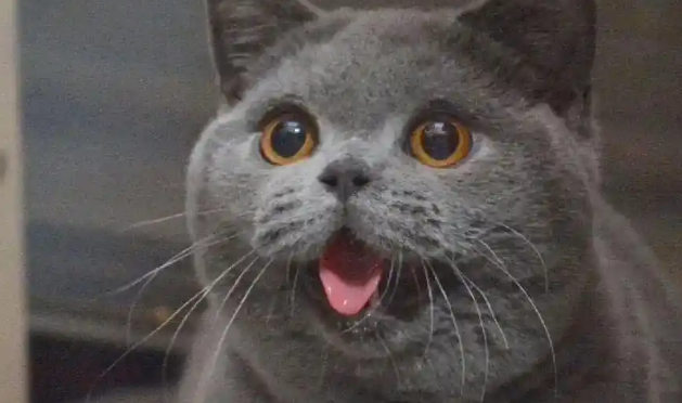 英短蓝猫：是煤气罐还是行走的汤圆？这篇文章告诉你！